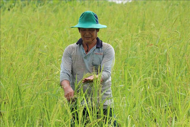 Ông Huỳnh Văn Tám (ấp Mỹ Lợi, xã Mỹ An, huyện Chợ Mới, An Giang) vui mừng vụ lúa mùa nổi trúng mùa, được giá. Ảnh: Thanh Sang-TTXVN